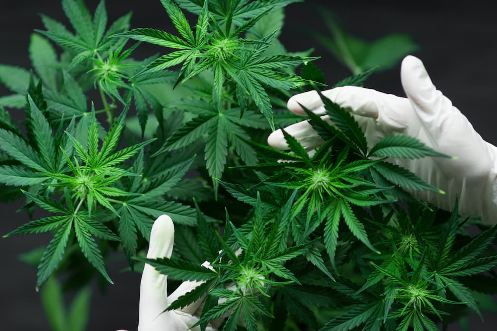 overhead view of marijuana plants with a gloved hand inspecting the plants