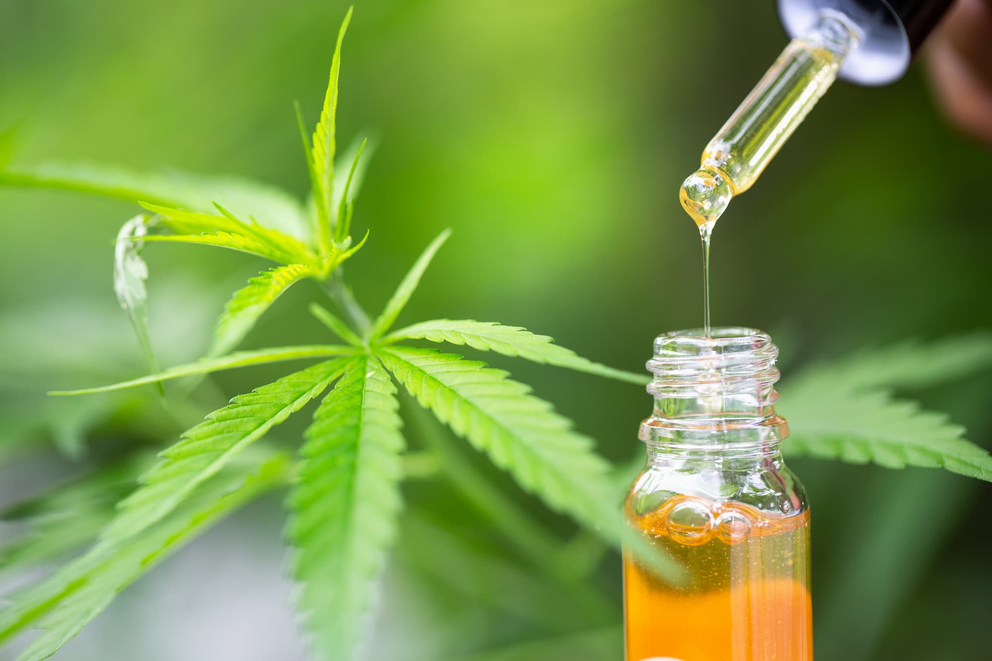 a close up image of high quality CBD oi with a green background